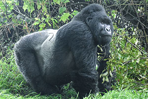 1 Day Gorilla Trek Rwanda