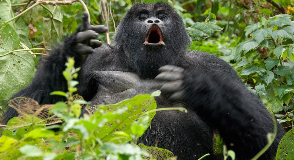 3 Days Gorilla trekking tours