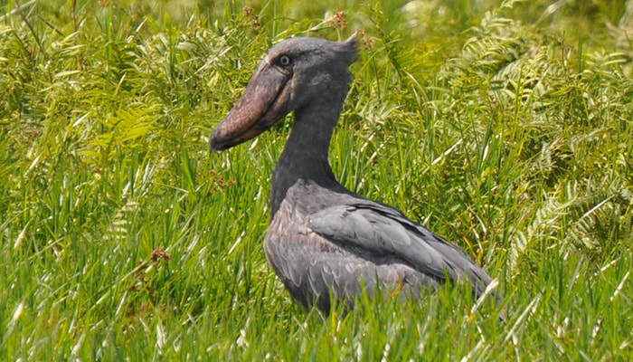 1 Day Mabamba Birding