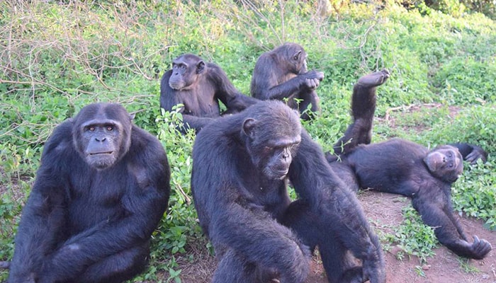 Ngamba Island Day Tour