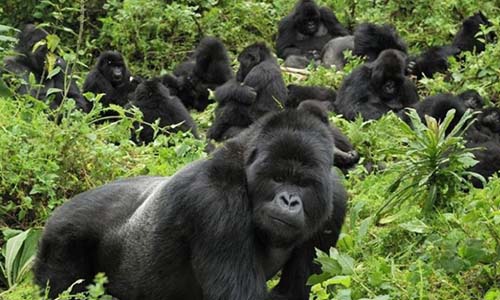 See Gorillas in Rwanda