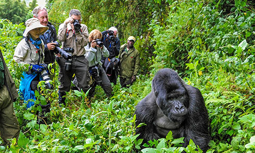 Best Time for Gorilla Trekking in Rwanda